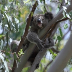 Phascolarctos cinereus (Koala) at Ormiston, QLD - 3 Jan 2024 by TimL