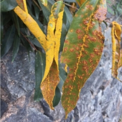 Austropuccinia psidii (Myrtle Rust) at Saint Lucia, QLD - 3 Jun 2021 by MichaelBedingfield