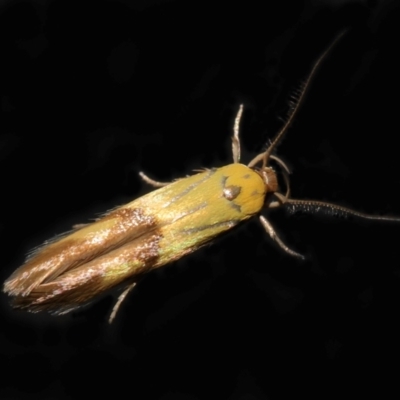 Stathmopoda crocophanes (Yellow Stathmopoda Moth) at Wellington Point, QLD - 3 Jan 2024 by TimL