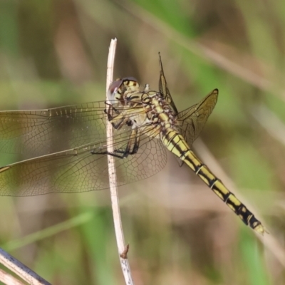 Orthetrum caledonicum (Blue Skimmer) at WREN Reserves - 27 Dec 2023 by KylieWaldon