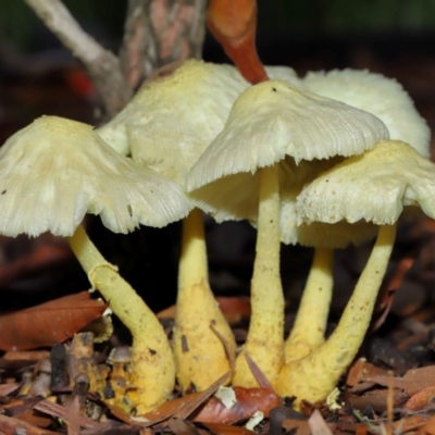Leucocoprinus birnbaumii (Plantpot Dapperling) at Wellington Point, QLD - 2 Jan 2024 by TimL