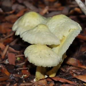 Leucocoprinus birnbaumii at Wellington Point, QLD - suppressed