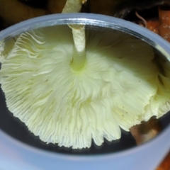 Leucocoprinus birnbaumii at Wellington Point, QLD - suppressed