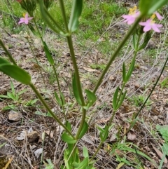 Centaurium erythraea (Common Centaury) at Rob Roy Range - 2 Jan 2024 by Jmetcalfe001