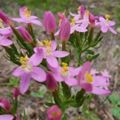 Centaurium erythraea at Rob Roy Range - 2 Jan 2024