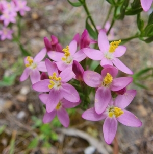 Centaurium erythraea at Rob Roy Range - 2 Jan 2024