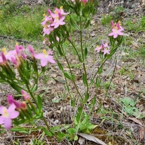 Centaurium erythraea at Rob Roy Range - 2 Jan 2024 11:10 AM