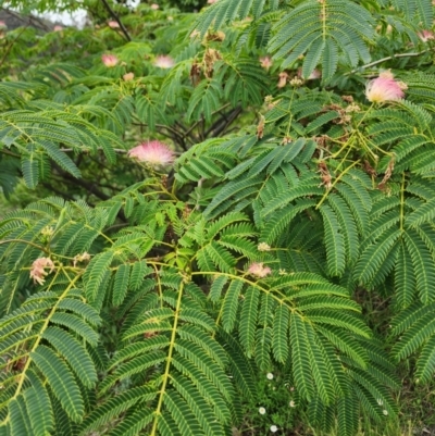 Albizia julibrissin (Persian Silk Tree) at Conder, ACT - 2 Jan 2024 by Jmetcalfe001