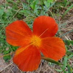 Papaver hybridum at Conder, ACT - 2 Jan 2024