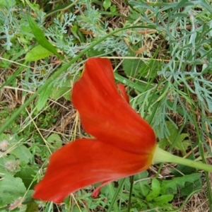 Papaver hybridum at Conder, ACT - 2 Jan 2024