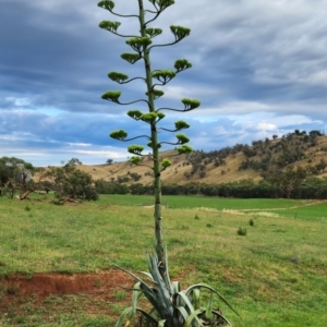 Agave americana at Boorowa, NSW - 27 Dec 2023