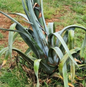 Agave americana at Boorowa, NSW - 27 Dec 2023