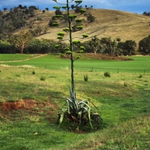 Agave americana at Boorowa, NSW - 27 Dec 2023