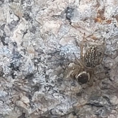 Unidentified Jumping or peacock spider (Salticidae) at Beechworth, VIC - 3 Jan 2024 by trevorpreston