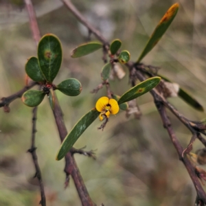 Daviesia mimosoides subsp. mimosoides at QPRC LGA - 3 Jan 2024