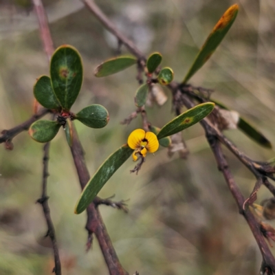 Daviesia mimosoides subsp. mimosoides at QPRC LGA - 3 Jan 2024 by Csteele4