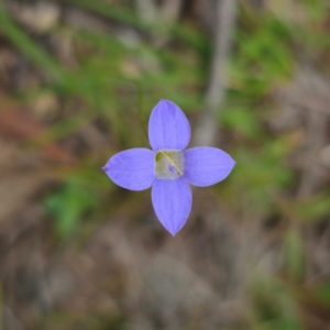 Wahlenbergia sp. at QPRC LGA - 3 Jan 2024 04:38 PM