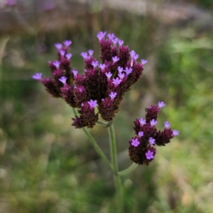 Verbena incompta at QPRC LGA - 3 Jan 2024 05:00 PM