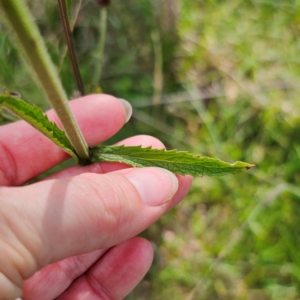 Verbena incompta at QPRC LGA - 3 Jan 2024 05:00 PM