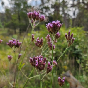 Verbena incompta at QPRC LGA - 3 Jan 2024 05:00 PM