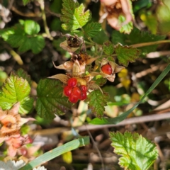 Rubus parvifolius (Native Raspberry) at QPRC LGA - 3 Jan 2024 by Csteele4