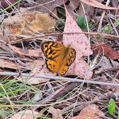 Heteronympha merope (Common Brown Butterfly) at QPRC LGA - 3 Jan 2024 by Csteele4