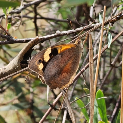 Heteronympha merope (Common Brown Butterfly) at QPRC LGA - 3 Jan 2024 by Csteele4