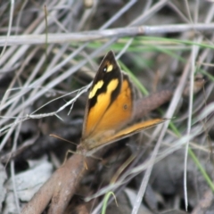 Heteronympha merope at QPRC LGA - 3 Jan 2024 04:45 PM