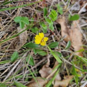 Goodenia hederacea subsp. hederacea at QPRC LGA - 3 Jan 2024