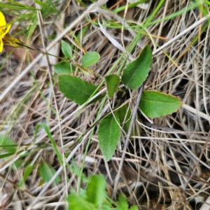 Goodenia hederacea subsp. hederacea at QPRC LGA - 3 Jan 2024 04:34 PM