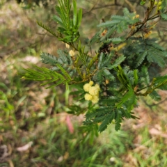 Acacia parramattensis at QPRC LGA - 3 Jan 2024 04:50 PM