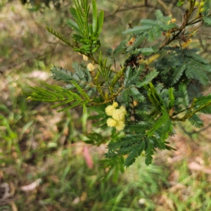 Acacia parramattensis at QPRC LGA - 3 Jan 2024 04:50 PM