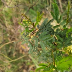 Acacia parramattensis at QPRC LGA - 3 Jan 2024 04:50 PM