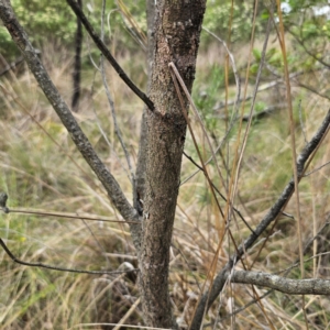 Acacia parramattensis at QPRC LGA - 3 Jan 2024 04:50 PM