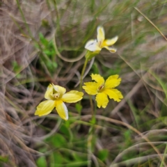 Goodenia paradoxa (Spur Goodenia) at QPRC LGA - 3 Jan 2024 by Csteele4