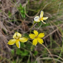 Goodenia paradoxa at QPRC LGA - 3 Jan 2024