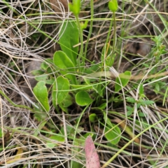 Goodenia paradoxa at QPRC LGA - 3 Jan 2024