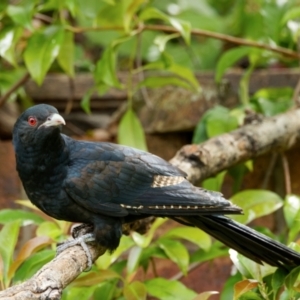 Eudynamys orientalis at Palmerston, ACT - 4 Jan 2024