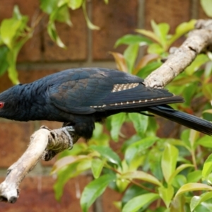 Eudynamys orientalis at Palmerston, ACT - 4 Jan 2024