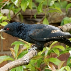 Eudynamys orientalis at Palmerston, ACT - 4 Jan 2024