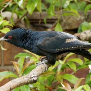 Eudynamys orientalis at Palmerston, ACT - 4 Jan 2024