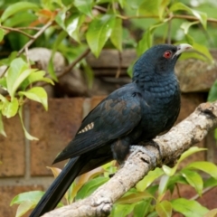 Eudynamys orientalis at Palmerston, ACT - 4 Jan 2024