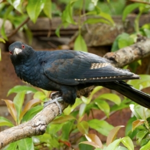 Eudynamys orientalis at Palmerston, ACT - 4 Jan 2024