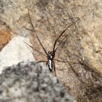 Unidentified Other hunting spider at Jervis Bay National Park - 1 Jan 2024 by RobG1