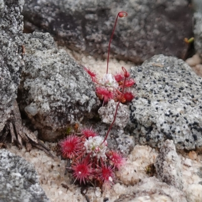 Drosera pygmaea (Tiny Sundew) at Jervis Bay National Park - 1 Jan 2024 by RobG1