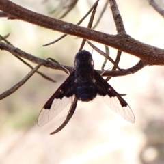Anthrax dolabratus (Bee fly) at Aranda, ACT - 13 Dec 2023 by CathB