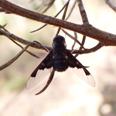 Anthrax dolabratus (Bee fly) at Aranda Bushland - 13 Dec 2023 by CathB