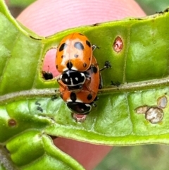 Hippodamia variegata (Spotted Amber Ladybird) at Kangaroo Valley, NSW - 4 Jan 2024 by lbradley