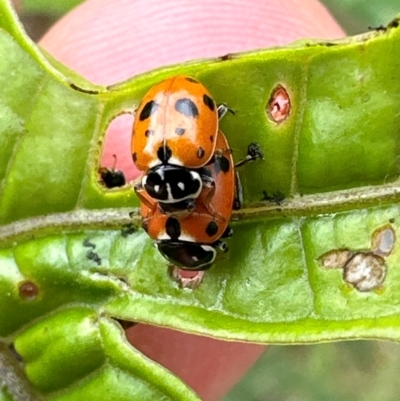 Hippodamia variegata (Spotted Amber Ladybird) at Kangaroo Valley, NSW - 4 Jan 2024 by lbradley