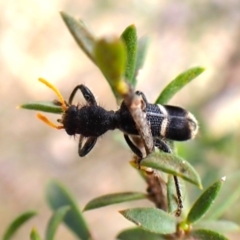 Lemidia accincta (Clerid beetle) at Mount Painter - 13 Dec 2023 by CathB